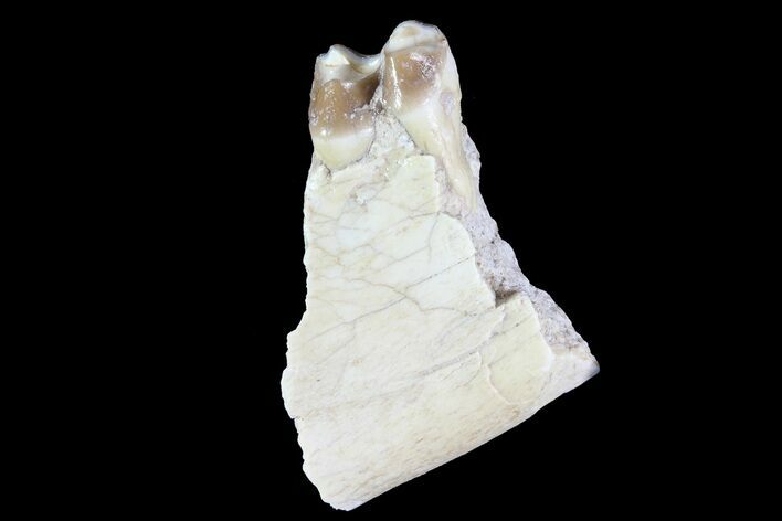 Oreodont (Leptauchenia) Jaw Section - South Dakota #73655